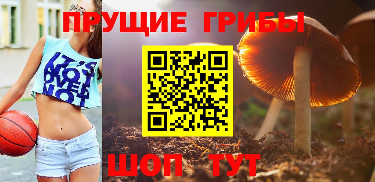 Камень-на-Оби  Псилоцибиновые грибы Cubensis  Вход с VPN 